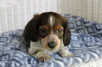 Breezy  M.   AKC. Mchip22538, a male Dachshund for sale in Westminster, SC – Photo 1 of 10