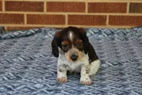 Breezy  M.   AKC. Mchip22538, a male Dachshund for sale in Westminster, SC – Photo 2 of 10