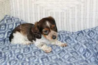 Breezy  M.   AKC. Mchip22538, a male Dachshund for sale in Westminster, SC – Photo 4 of 10