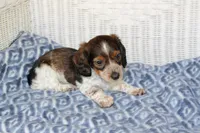 Breezy  M.   AKC. Mchip22538, a male Dachshund for sale in Westminster, SC – Photo 7 of 10