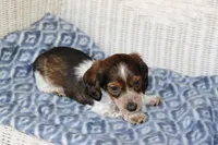 Breezy  M.   AKC. Mchip22538, a male Dachshund for sale in Westminster, SC – Photo 5 of 10