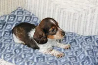 Breezy  M.   AKC. Mchip22538, a male Dachshund for sale in Westminster, SC – Photo 8 of 10