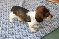 Breezy  M.   AKC. Mchip22538, a male Dachshund for sale in Westminster, SC – Photo 6 of 10