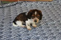 Breezy  M.   AKC. Mchip22538, a male Dachshund for sale in Westminster, SC – Photo 3 of 10