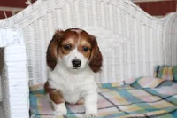 Daffodil.   F. AKC, a female Dachshund for sale in Westminster, SC – Photo 5 of 10