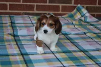 Daffodil.   F. AKC, a female Dachshund for sale in Westminster, SC – Photo 7 of 10