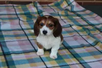 Daffodil.   F. AKC, a female Dachshund for sale in Westminster, SC – Photo 8 of 10