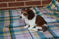 Daffodil.   F. AKC, a female Dachshund for sale in Westminster, SC – Photo 2 of 10