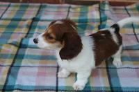 Daffodil.   F. AKC, a female Dachshund for sale in Westminster, SC – Photo 3 of 10