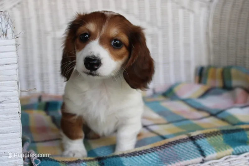 Daffodil.   F. AKC – Dachshund puppy for sale in Westminster, SC