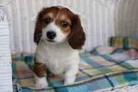 Daffodil.   F. AKC, a female Dachshund for sale in Westminster, SC – Photo 1 of 10