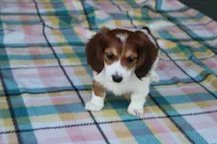 Daffodil.   F. AKC, a female Dachshund for sale in Westminster, SC – Photo 6 of 10