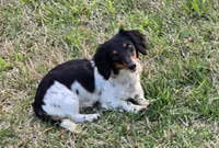 Daffodil.   F. AKC, a female Dachshund for sale in Westminster, SC – Photo 9 of 10