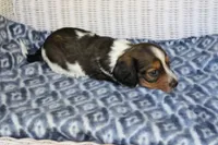 Bubba  M.  AKC, a male Dachshund for sale in Westminster, SC – 3 of 10