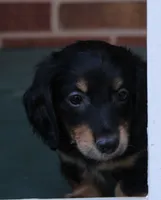 Newly. M AKC , a male Dachshund for sale in Westminster, SC – 4 of 9