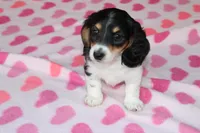 Iris. F AKC, a female Dachshund for sale in Westminster, SC – Photo 2 of 9