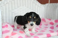 Iris. F AKC, a female Dachshund for sale in Westminster, SC – Photo 3 of 9