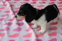 Iris. F AKC, a female Dachshund for sale in Westminster, SC – Photo 7 of 9