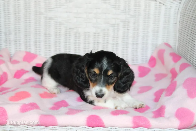 Iris. F AKC – Dachshund puppy for sale in Westminster, SC