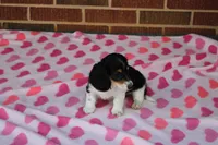 Iris. F AKC, a female Dachshund for sale in Westminster, SC – Photo 5 of 9