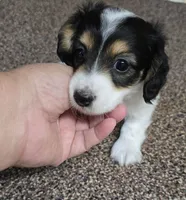 Cookie F  AKC, a female Dachshund for sale in Westminster, SC – 8 of 10
