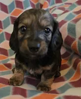 Gabriel.   M.   ACA, a male Dachshund for sale in Westminster, SC – 4 of 10