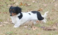 Pipsqueak  F  AKC, a female Dachshund for sale in Westminster, SC – 8 of 8