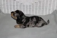 Gizmo. M   ACA, a male Dachshund for sale in Westminster, SC – 4 of 10