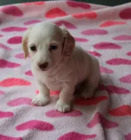 Riley. F. Mc#102.  ACA , a female Dachshund for sale in Westminster, SC – Photo 2 of 10