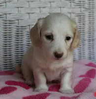 Riley. F. Mc#102.  ACA , a female Dachshund for sale in Westminster, SC – Photo 3 of 10
