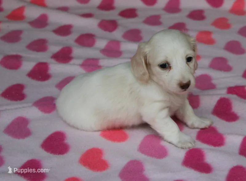 Riley. F. Mc#102.  ACA  – Dachshund puppy for sale in Westminster, SC