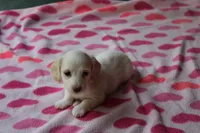 Riley. F. Mc#102.  ACA , a female Dachshund for sale in Westminster, SC – Photo 6 of 10