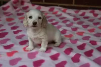 Riley. F. Mc#102.  ACA , a female Dachshund for sale in Westminster, SC – Photo 7 of 10