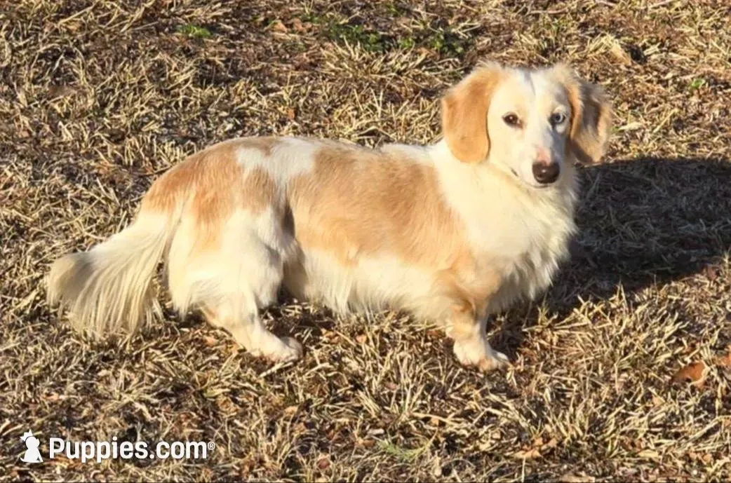 Riley. F. Mc#102.  ACA , a female Dachshund for sale in Westminster, SC – Photo 9 of 10