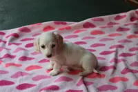 Riley. F. Mc#102.  ACA , a female Dachshund for sale in Westminster, SC – Photo 4 of 10