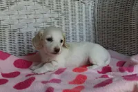 Riley. F. Mc#102.  ACA , a female Dachshund for sale in Westminster, SC – Photo 5 of 10