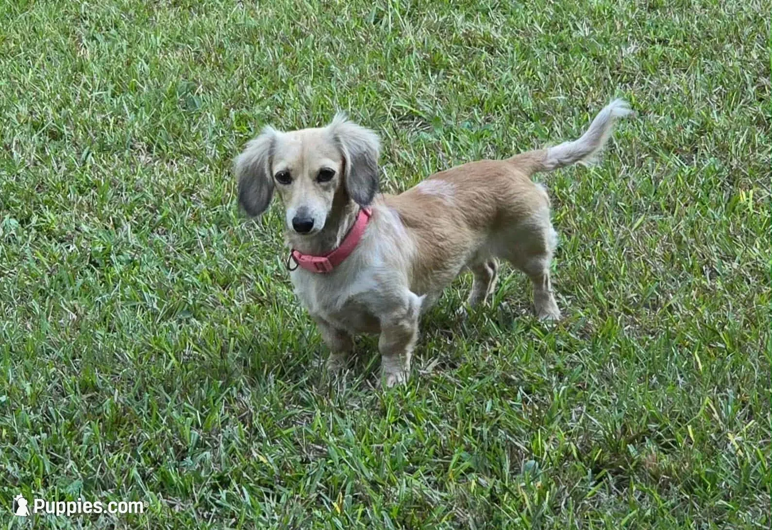 Riley. F. Mc#102.  ACA , a female Dachshund for sale in Westminster, SC – Photo 8 of 10