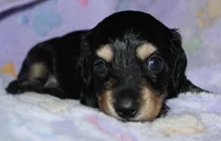 Prince.     M.   ACA, a male Dachshund for sale in Westminster, SC – 5 of 9