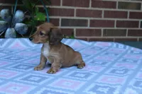 Charlotte.  F  AKC, a female Dachshund for sale in Westminster, SC – 2 of 10