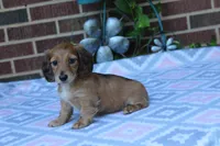 Charlotte.  F  AKC, a female Dachshund for sale in Westminster, SC – 6 of 10