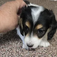 Cookie F  AKC, a female Dachshund for sale in Westminster, SC – 5 of 10