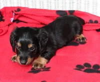 Jess. M  ACA , a male Dachshund for sale in Westminster, SC – 5 of 10