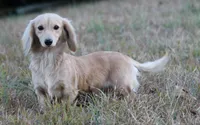 Gunther  M.  ACA, a male Dachshund for sale in Westminster, SC – 9 of 10