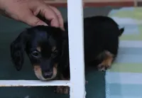 Newly. M AKC , a male Dachshund for sale in Westminster, SC – 5 of 9