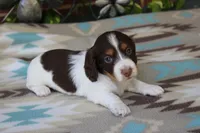Bernie..M.   AKC , a male Dachshund for sale in Westminster, SC – 8 of 10