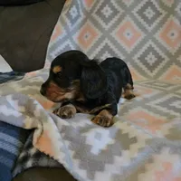 Gracie.   F.     ACA, a female Dachshund for sale in Westminster, SC – 4 of 7