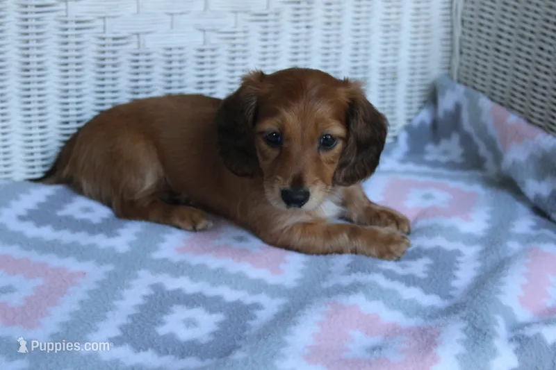 Charlotte.  F  AKC – Dachshund puppy on hold in Westminster, SC