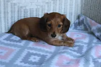 Charlotte.  F  AKC, a female Dachshund for sale in Westminster, SC – 1 of 10