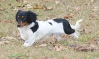 Bonnie.  F.  AKC , a female Dachshund for sale in Westminster, SC – 10 of 10
