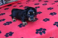 Jess. M  ACA , a male Dachshund for sale in Westminster, SC – 8 of 10